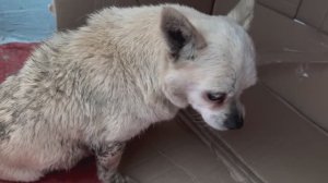 Старичок чихуахуа оказался на обочине жизни