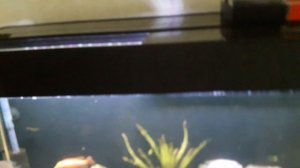 Мои помидоры в контейнерах. Мальки у трофеусов в аквариуме.