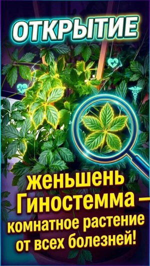 Биолог Альфия Мингажева о женьшене гиностемме. Как вырастить дома