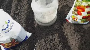 2322. ВПЛ. 3 апреля 2021 г, озимый чеснок в грядку!