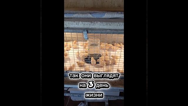 Перепела Дмитриевской породы. Первые дни жизни. Полезная информация.