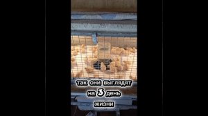 Перепела Дмитриевской породы. Первые дни жизни. Полезная информация.