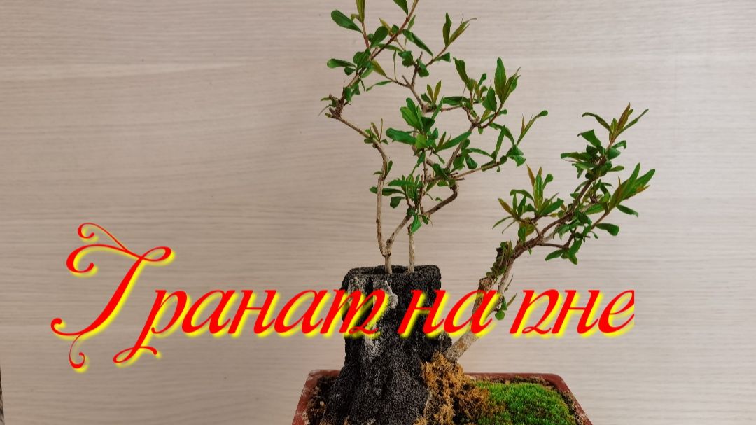 Гранат на пне