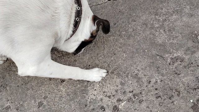 ОЙ,ЛЁХА! ЛЁХА! ЛЁХА! ЭТО ВИДЕО ЛЁХЕ.БАТЛ МЕЖДУ ИМЕНЕМ ЛЁХА И ДОМОСЕД.