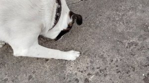 ОЙ,ЛЁХА! ЛЁХА! ЛЁХА! ЭТО ВИДЕО ЛЁХЕ.БАТЛ МЕЖДУ ИМЕНЕМ ЛЁХА И ДОМОСЕД.