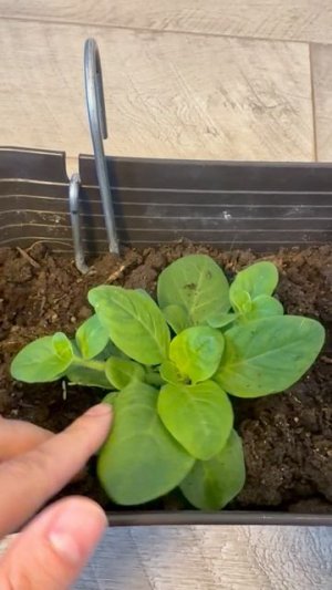 ПЕТУНИЯ каскадная махровая.