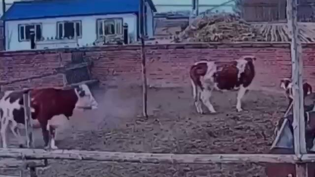 телнок бежыт