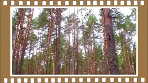 Кусочек счастья(Озеро в Псковской)