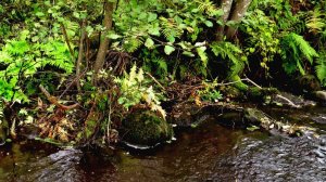 Волшебство реки