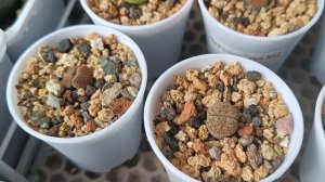 Литопсы в апреле