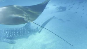 Скаты и китовая акула в океанариуме Осаки