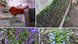 6.04.26 г. Первые всходы. Приготовила капусту, какие семена сажаю!? Пополнение тапочек и не только