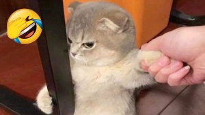 КОШАЧИЙ УЖАС! СМЕШНЫЕ КОТЫ! ПОДБОРКА! КОТИКИ!