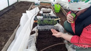 //189// Посеяла капусту,вынесла в теплицу виолу.