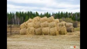 Обязательная маркировка начала разорять фермеров России