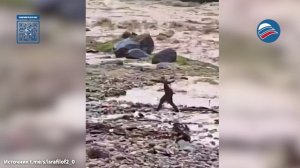 Тонут люди и животные, рушатся здания: кадры мощного потопа в Дагестане