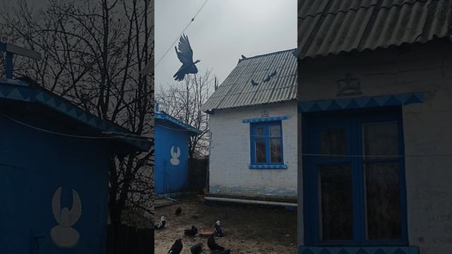 ‼️РЕАЛИЗАЦИЯ голубок, голубов, парованных пар, ДНР 📞+79494406619 смотреть онлайн