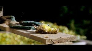 Исцелил птичку или всё же нет❔