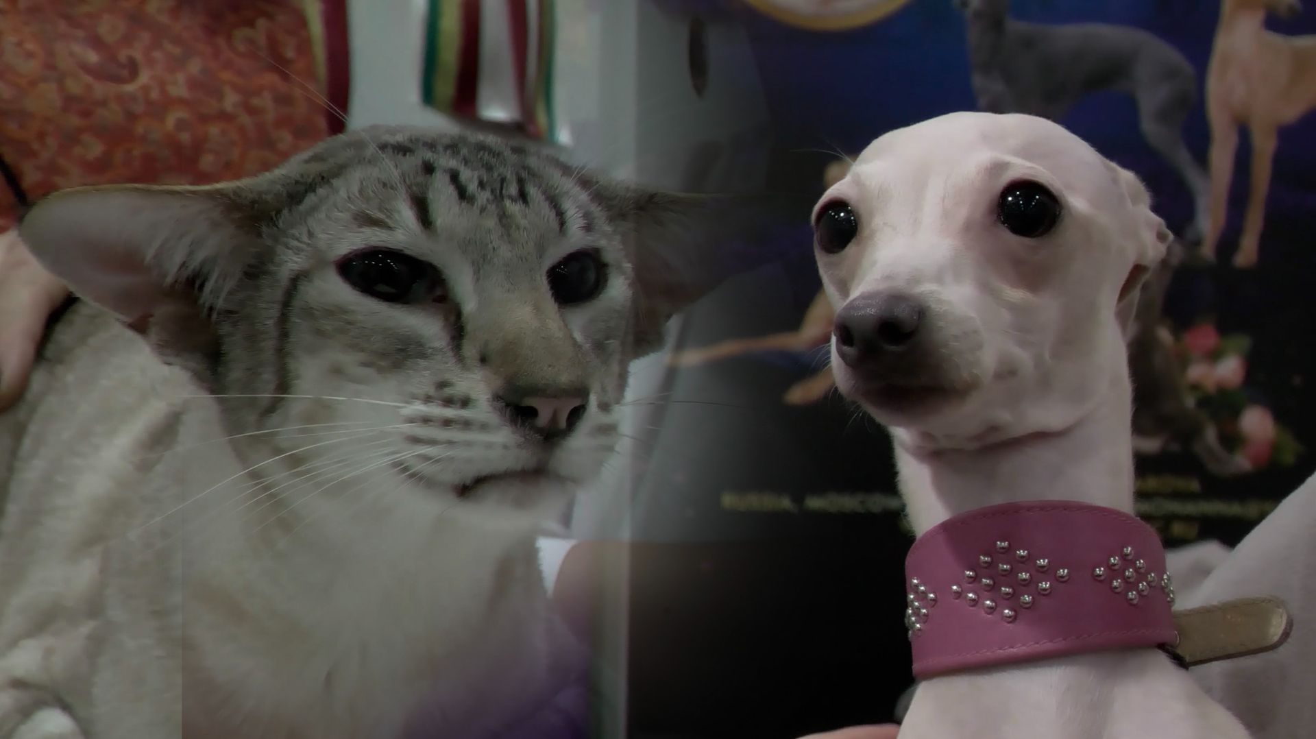 Выставка ЗООФЕСТ-ЭКО. Ч2. (отборные кадры)