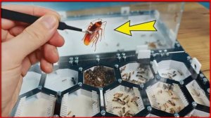 Как быстро африканские муравьи поймают туркменского таракана