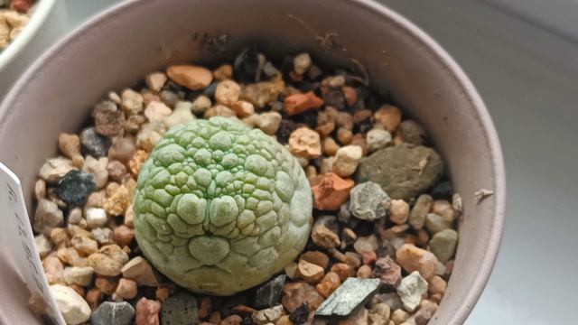 Муирия, гиббеум и псевдолитосы