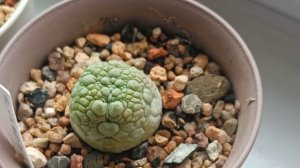 Муирия, гиббеум и псевдолитосы