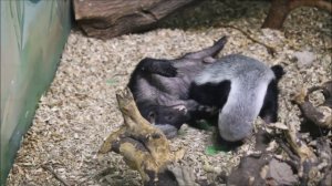 Игры у медоедов 02.04.2026