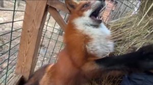 Лиса-Алиса. Кусачее настроение лиса Игниса