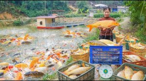 Заготовка рыбы на ферме и продажа ее торговцу. Строю шпалеры для томатов. Серия 76. Ли Фук Ви