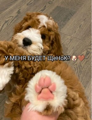 трансляция