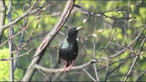 Корсаково - остров  моих  грёз. Орловская  область