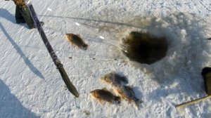 Карась и Щука. Нереально Крутая Зимняя Рыбалка на Амуре. Ловлю Кучу Рыбы Сетями. Рыбалка 2026 Онлайн