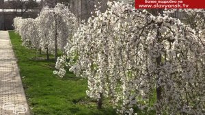 Славянск-на-Кубани будет чистым и красивым