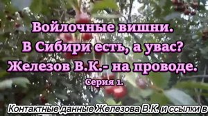 Войлочные вишни.  В Сибири есть, а увас. Железов В.К.- на проводе. Серия 1.