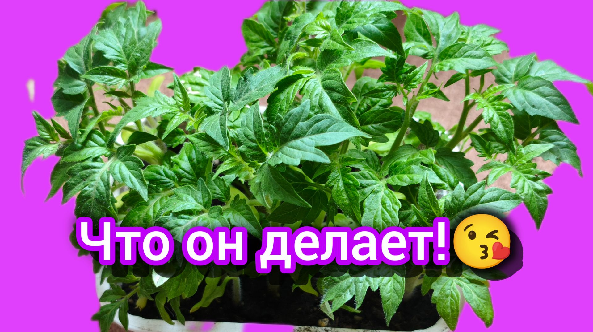 Муравьи в теплице уже проснулись.🐜 Томат с коллективным разумом🍅🍅🍅🍅🍅
