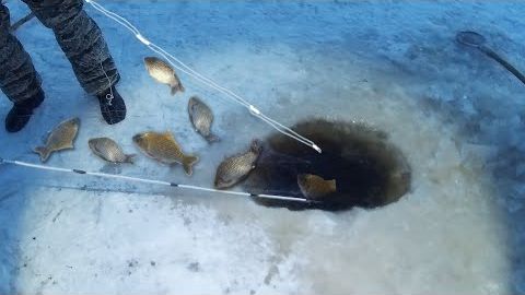 Ловлю Кучу Карасей. Нереально Крутая Рыбалка 2026. Лучшая Зимняя Рыбалка Онлайн на RUTUBE 2026