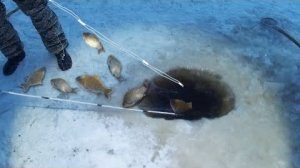 Ловлю Кучу Карасей. Нереально Крутая Рыбалка 2026. Лучшая Зимняя Рыбалка Онлайн на RUTUBE 2026