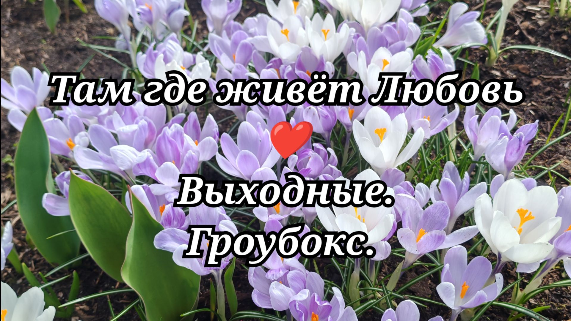 #116 Выходные. Гроубокс.