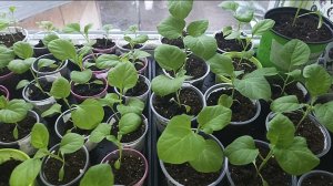 С рассадой баклажанов,явно что-то не так.