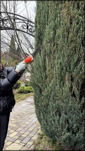 Как стричь можжевельник весной?