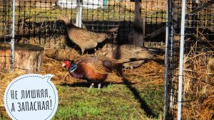 Фазан петушок выманил третью курвочку и привёл в вольер! Дождались возвращения аистов!
