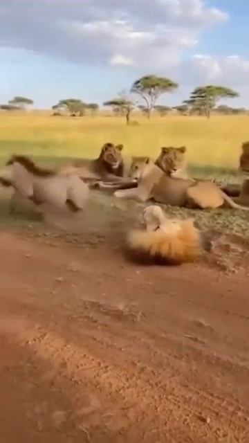 Маскировка