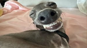 СМЕШНЫЕ КОТЫ | ЛУЧШИЕ ПРИКОЛЫ С КОТАМИ, КОШКИ, ЖИВОТНЫЕ, СМЕШНОЕ ВИДЕО