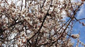 Абрикос цветёт! И пчёлы проснулись🐝