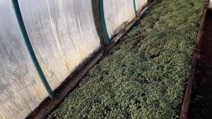 Теплица 6.04.26г.