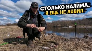 Рыбалка на донку. Столько налима я ещё не ловил!!!