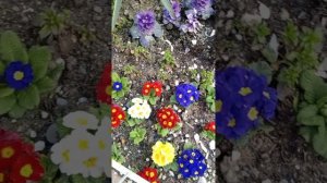 Весна в Сочи!