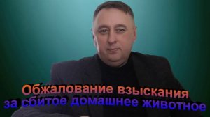 Обжалование взыскания за сбитое домашнее животное