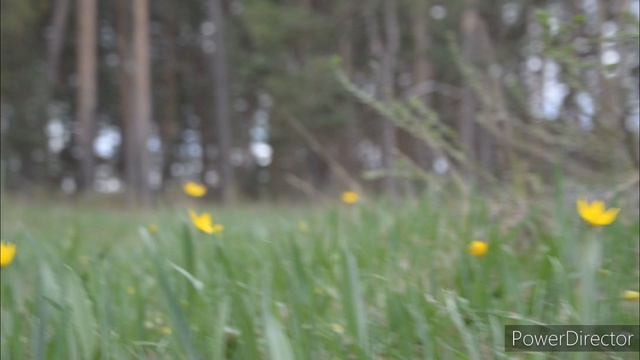 Липецкая обл. пос.Силикатный. Апрель 2024 г.