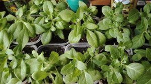 6 апреля 2026г. Перевалка острых перцев. Обзор рассады.